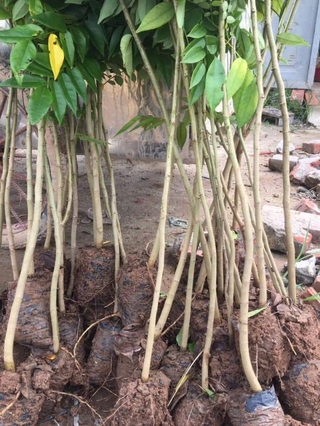 combo 5 cây  giống sưa đỏ cao 80cm