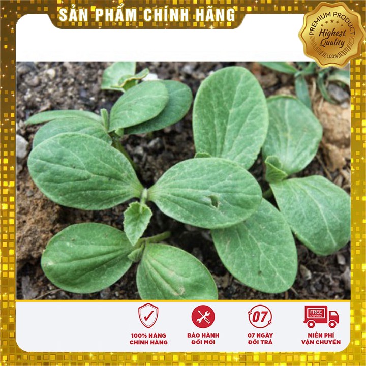 Hạt giống Bí Ăn Ngọn Cao Sản Năng suất gói 20 gram hạt giống