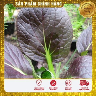 Hạt giống Cải chit