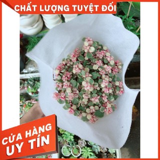 Sen Đá Đô La Hồng Trắng
