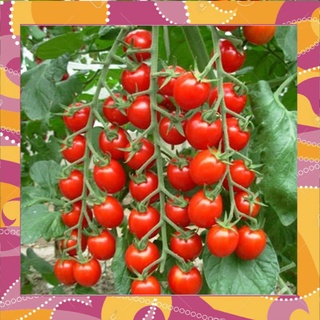 Sẵn hàng- hạt giống cà chua cherry f1- a6 0.5g - giao ngay