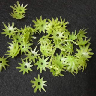 100GR ĐÀI NHỰA LÀM HOA