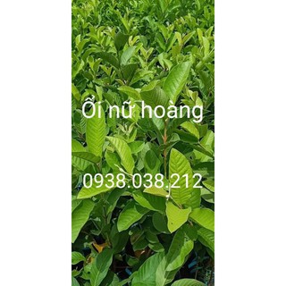 CÂY GIỐNG ỔI NỮ HOÀNG