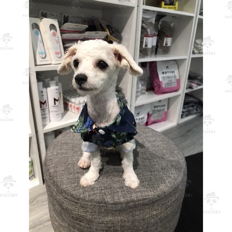 Áo thời trang chó cưng - Summer Shirt - Mềm mịn, mát mẻ | BossDog
