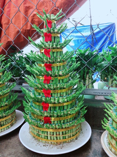 Trúc Phát Tài 9 Tầng Kèm Đĩa