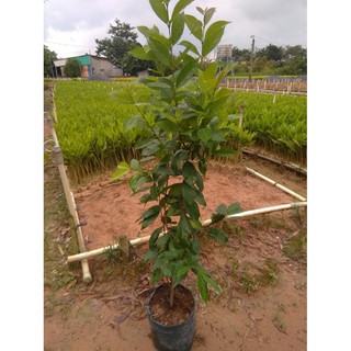 Cây sắn thuyền (FreeShip)