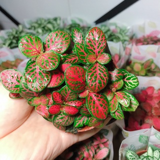Lá may mắn - Lá Cẩm nhungi