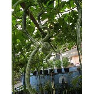 5 Hạt giống mướp rắn siêu dài
