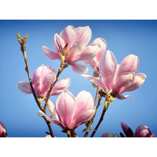 Cung Cấp Hạt Giống Hoa Mộc Lan(3 hạt) hạt đẹp