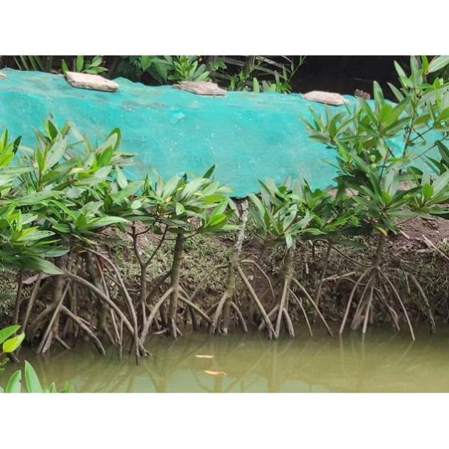 Thủy Sinh - Cây Thủy Sinh - Đước - Biotope - Bán Cạn
