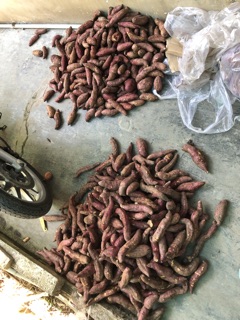 Khoai lang mật Tà Nung - Combo 3kg