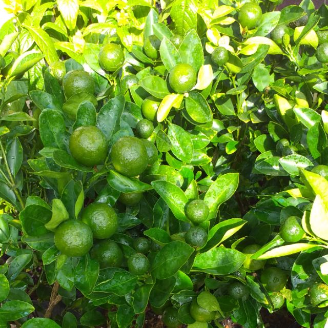 Cây tắc lớn , sai quả, cây đẹp