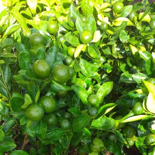 Cây tắc lớn , sai quả, cây đẹp