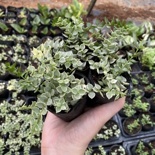 Sedum lá tim