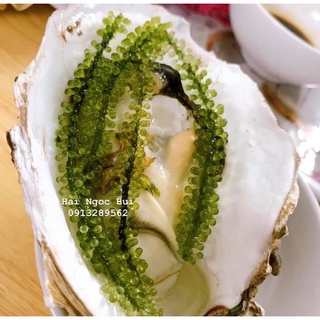Rong nho Thủy Nguyên