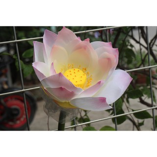 Hoa sen vải lụa bông lớn 22-25cm