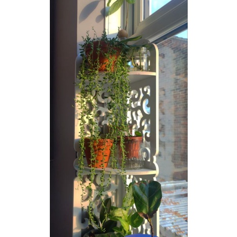 [Mã LIFE1511A giảm 10% đơn 50K] Chậu cứng String of tears - Sen đá giọt lệ Đà Lạt