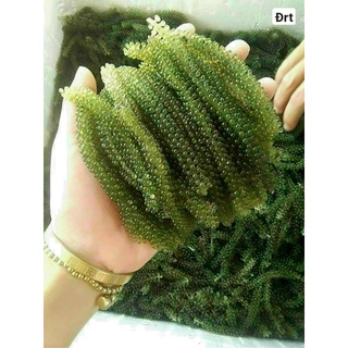 Rong Nho Tách Nước Nha Trang Hộp 5 gói 200g
