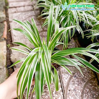 Cây cỏ lan chi, cây thảo lan chi
