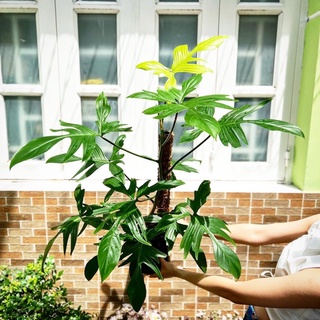 Trầu bà Cánh én Ghost | Philodendron Florida Ghost