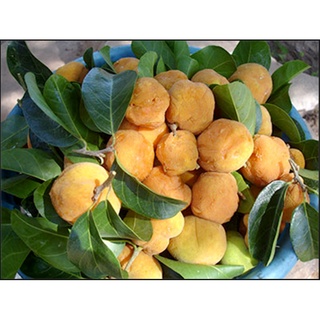 100 Hạt giống cây chay (Kèm kích thích hạt nảy mầm)