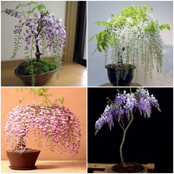 (sản phẩm mới) Cây TỬ ĐẰNG thân gỗ bonsai, hoa TÍM siêu đẹp