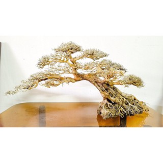 Cây Bonsai dáng huyền