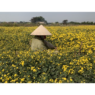 Cúc hoa vàng sấy lạnh 100g