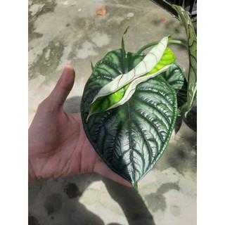Cây Alocasia Dragon Scale ( Vảy Rồng )