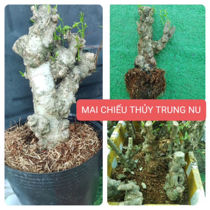 MAI CHIẾU THỦY NU DA ĐEN