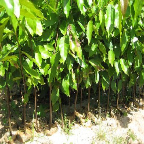 5 Cây sao đen giống