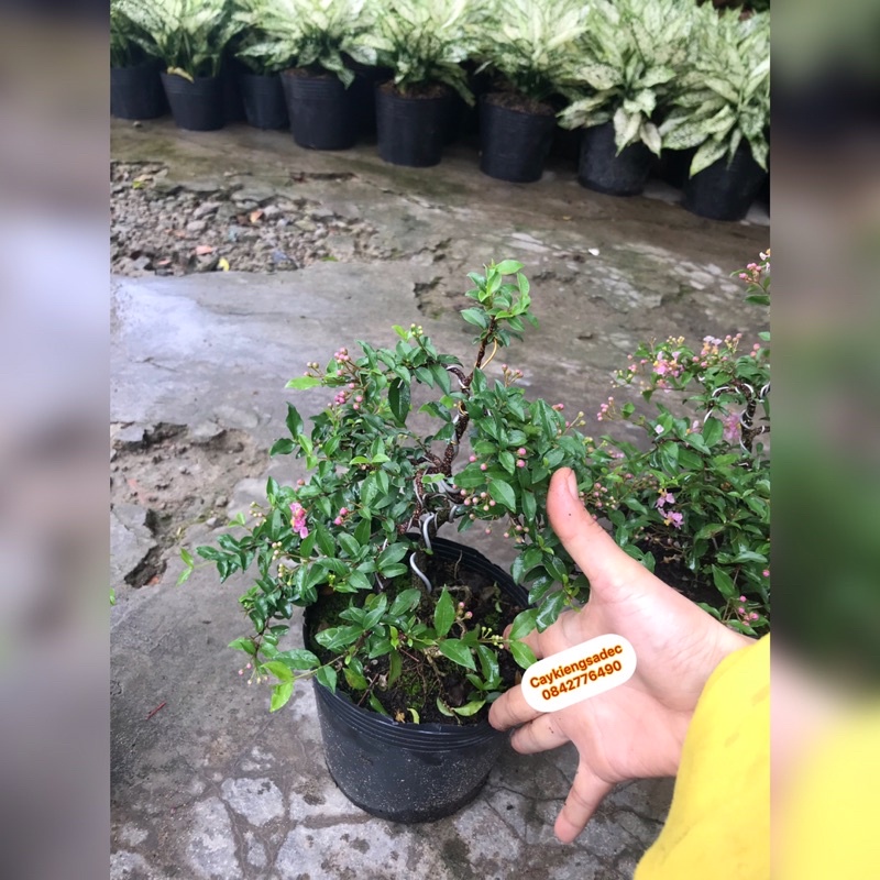 Caykiengsadec hồng Ngọc mai bonsai