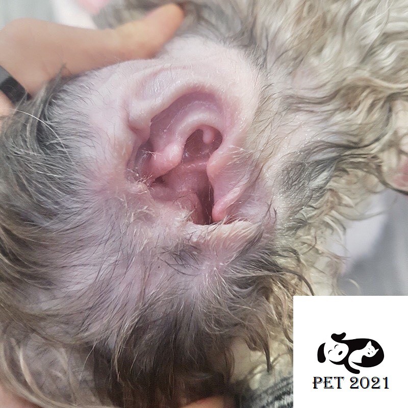 Bột Nhổ Lông Tai Petis Ear Powder Cho Chó Mèo Lọ 5g - PET 2021