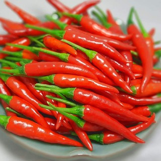 Hạt giống Ớt chỉ thiên (Ớt hiểm) - Gói 40 hạt