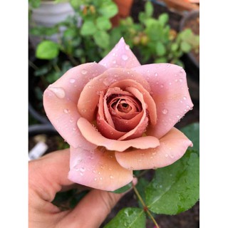 Koko loko rose