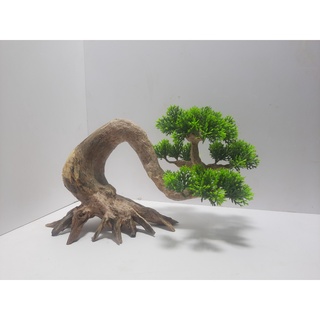 Lũa bonsai tùng dáng nằm để hồ cá hay bàn trà
