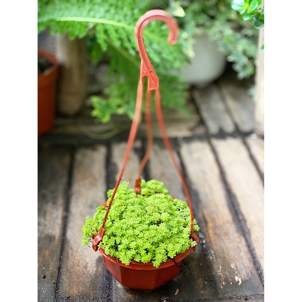 Cây Sedum japonicum ‘Tokyo Sun’ (Nhật Bản Cảnh Thiên) chậu nhựa treo