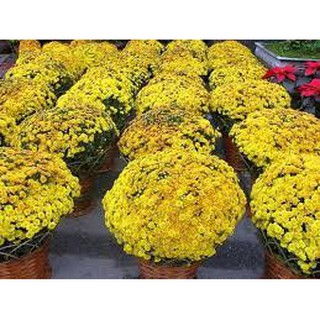 Hạt giống hoa Cúc mâm xôi nhiều màu