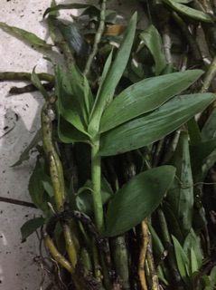 Phi điệp vàng. 2kg