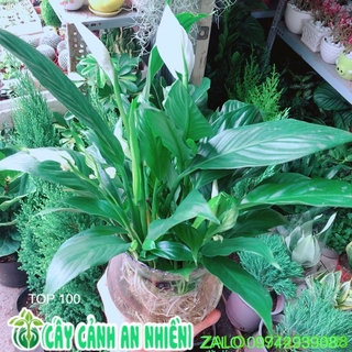 Chậu Cây Lan Ý Thuỷ Sinh