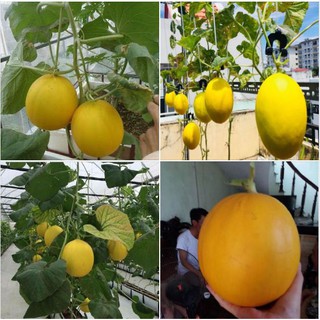 10 Hạt giống dưa kim cô nương Siêu Ngọt (Kèm kích thích hạt nảy mầm)