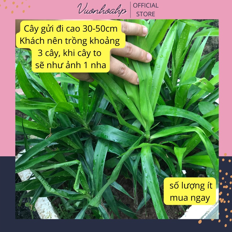 Cây tuyết lan, phát lộc núi cao 30-50cm lá xanh, trồng trong nhà, cây phong thuỷ đẹp