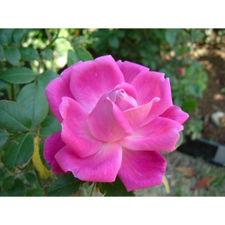 Hạt giống hồng mỹ vmg88