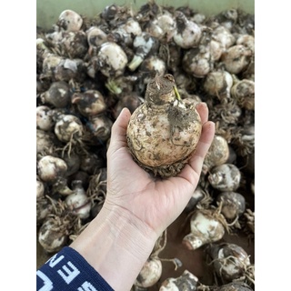 Củ Huệ kép đột biến