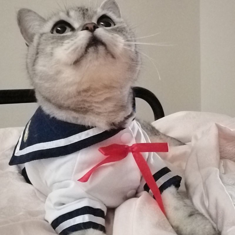Quần áo mèo váy dễ thương mèo và chó áo sơ mi váy mỏng đồng phục thú cưng váy thủy thủ phù hợp với quần áo chó