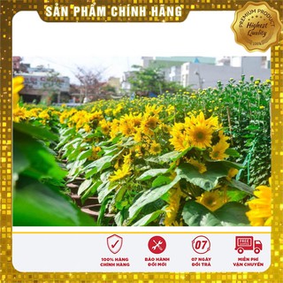 Hạt Giống Hoa Hướng Dương(30 hạt)