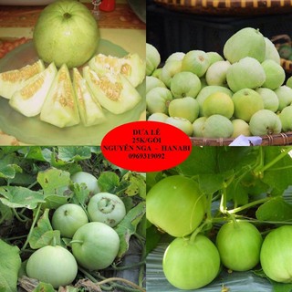 Hạt giống dưa lê siêu ngọt