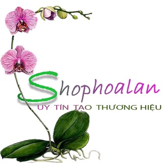 SHOP HOA LAN kIẾN ĐỨC