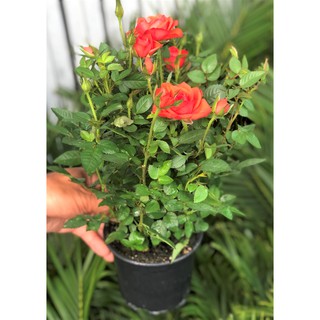 Chậu hoa hồng Hasfarm hoa màu Càrốt