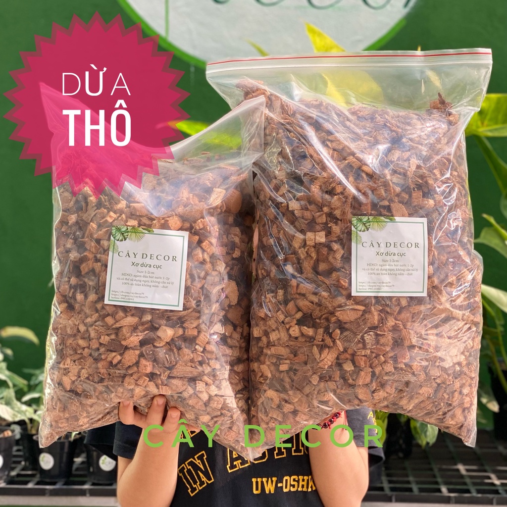 Dừa cục đã lọc xơ, viên đều đẹp, không nấm bênh, sạch khuẩn